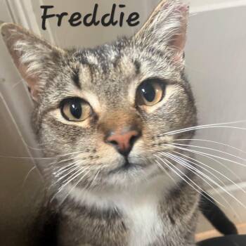 Domestic Short Hair Cats Available for Adoption in Waldorf, Maryland - Freddie | PetCurious