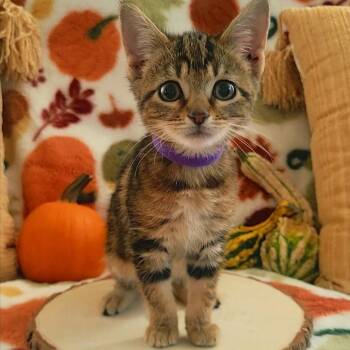 Trefoil -  Domestic Medium Hair Cat for Adoption in Chattanooga, Tennessee - Trefoil | PetCurious