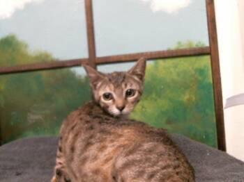 Domestic Short Hair Cats Available for Adoption in Houston, Texas - CICI | PetCurious