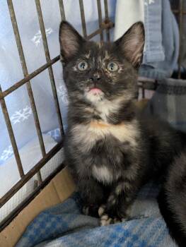 Cinnamon -  Domestic Short Hair Cat for Adoption in Tilton, Illinois - Cinnamon | PetCurious