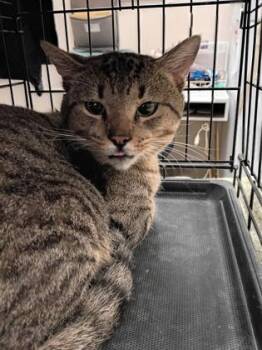 Michael Myers -  Domestic Short Hair Cat for Adoption in Palm Coast, Florida - Michael Myers | PetCurious
