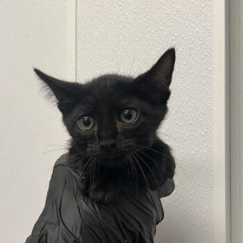 Bravo -  Domestic Short Hair Cat for Adoption in Abilene, Texas - Bravo | PetCurious
