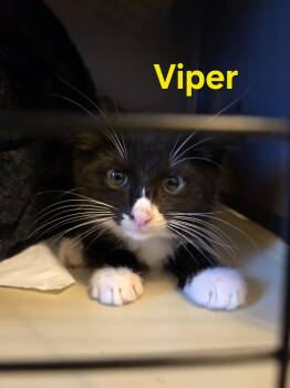 Viper -  Tuxedo Cat for Adoption in Atglen, Pennsylvania - Viper | PetCurious