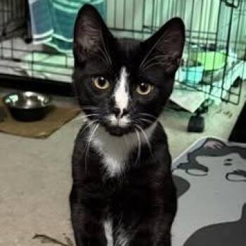 Rescue Domestic Short Hair Cats for Adoption in East Amherst, New York - Eclipse | PetCurious