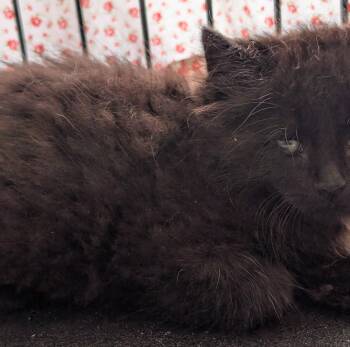 Jade -  Maine Coon Cat for Adoption in Ypsilanti, Michigan - Jade | PetCurious