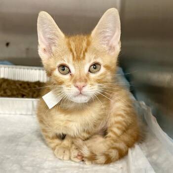 Blaze* -  Domestic Short Hair Cat for Adoption in San Gabriel, California - Blaze* | PetCurious
