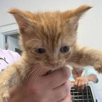 Suns Out Buns Out -  Domestic Short Hair Cat for Adoption in Gloucester, Virginia - Suns Out Buns Out | PetCurious
