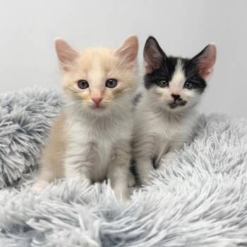Bamboo -  Domestic Medium Hair Cat for Adoption in Los Angeles, California - Bamboo | PetCurious