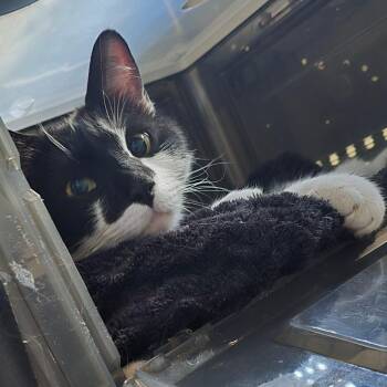 Mama Sugah -  Domestic Short Hair Cat for Adoption in Denver, Colorado - Mama Sugah | PetCurious