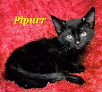 Pipurr -  Domestic Short Hair Cat for Adoption in Macon, Georgia - Pipurr | PetCurious