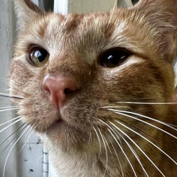 Domestic Short Hair Cats Available for Adoption - Garfield | PetCurious