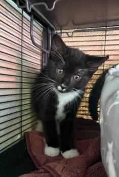 KAMARI -  Domestic Short Hair Cat for Adoption in Hagerstown, Maryland - KAMARI | PetCurious
