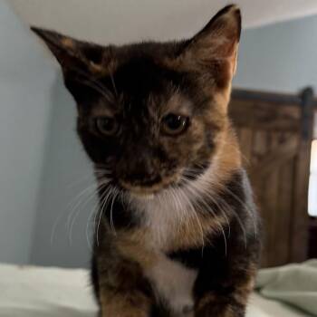 Tostito -  Domestic Short Hair Cat for Adoption in Sequatchie, Tennessee - Tostito | PetCurious