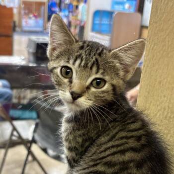 Frog -  Domestic Short Hair Cat for Adoption in Sonora, California - Frog | PetCurious