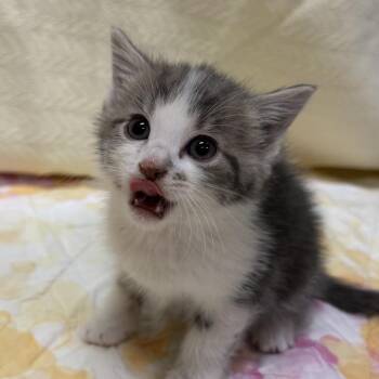 Royal -  Domestic Short Hair Cat for Adoption in North Canton, Ohio - Royal | PetCurious