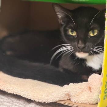 Morgana -  Domestic Short Hair Cat for Adoption in Starkville, Mississippi - Morgana | PetCurious