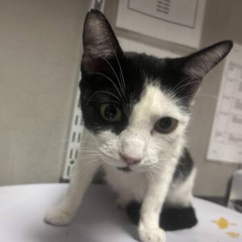Domestic Short Hair Cats Available for Adoption in Yuma, Arizona - Beauty | PetCurious