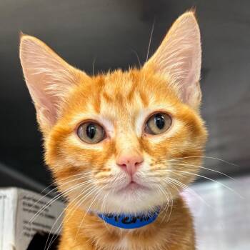 Lorenzo -  Domestic Short Hair Cat for Adoption in Chicago, Illinois - Lorenzo | PetCurious
