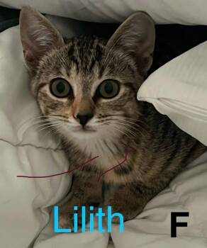 Lilith -  Domestic Short Hair Cat for Adoption in Darien, Georgia - Lilith | PetCurious