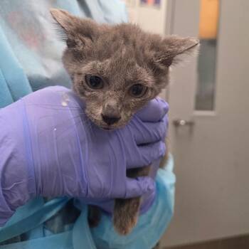 Mickory -  Domestic Short Hair Cat for Adoption in Chattanooga, Tennessee - Mickory | PetCurious