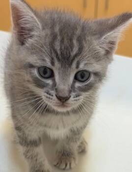 OKRA -  Domestic Short Hair Cat for Adoption in Elizabethton, Tennessee - OKRA | PetCurious