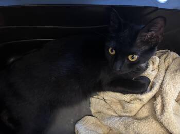 Rescue Domestic Short Hair Cats for Adoption in Ben Avon, Pennsylvania - Patricia | PetCurious