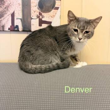 Domestic Short Hair Cats Available for Adoption - Denver | PetCurious