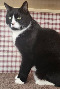 Domestic Short Hair Cats Available for Adoption in Littlestown, Pennsylvania - Sonny | PetCurious