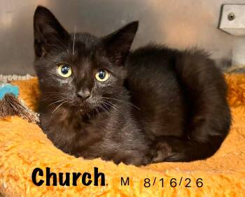 Church -  Domestic Short Hair Cat for Adoption in Loogootee, Indiana - Church | PetCurious