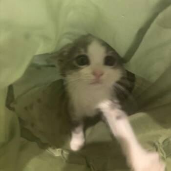 Lego -  Domestic Short Hair Cat for Adoption in Dubuque, Iowa - Lego | PetCurious