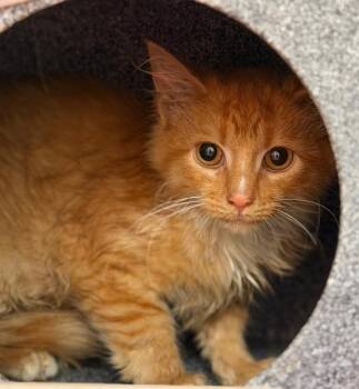 Fritz -  Domestic Medium Hair Cat for Adoption in Disputanta, Virginia - Fritz | PetCurious
