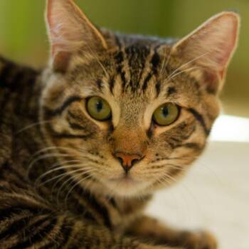 Tetris -  Domestic Short Hair Cat for Adoption in Hot Springs, Arkansas - Tetris | PetCurious