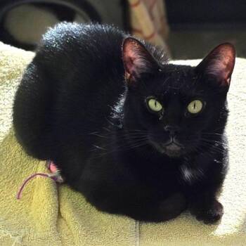 Mila -  Domestic Short Hair Cat for Adoption in Fort Wayne, Indiana - Mila | PetCurious