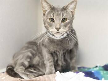 RUBY -  Domestic Long Hair Cat for Adoption in Phoenix, Arizona - RUBY | PetCurious