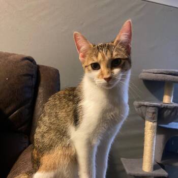 Lily -  Domestic Short Hair Cat for Adoption in Lake Orion, Michigan - Lily | PetCurious