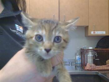 SYRAH -  Domestic Short Hair Cat Available for Adoption in Sacramento, California - SYRAH | PetCurious