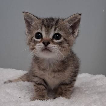 Domestic Short Hair Cats Available for Adoption in Charleston, South Carolina - Praline | PetCurious