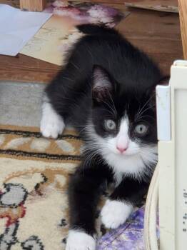 Tiger -  Domestic Short Hair Cat for Adoption in North Babylon, New York - Tiger | PetCurious