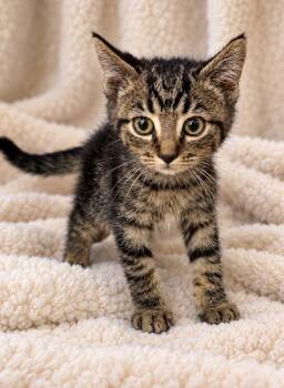 Griffey -  Domestic Medium Hair Cat for Adoption in Lagrange, Indiana - Griffey | PetCurious