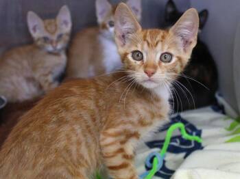 TACO -  Domestic Short Hair Cat for Adoption in Tallahassee, Florida - TACO | PetCurious