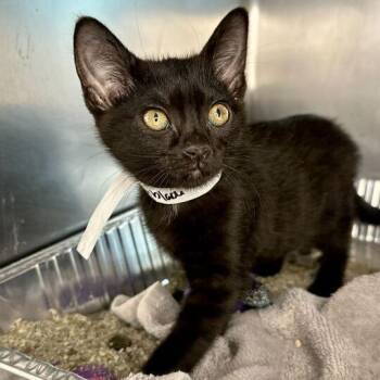 Domestic Short Hair Cats Available for Adoption - Beyblade | PetCurious