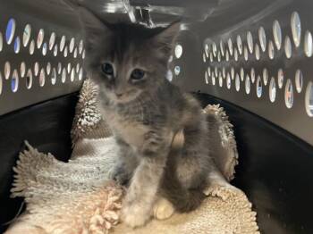 A1915069 -  Domestic Short Hair Cat for Adoption in Thousand Palms, California - A1915069 | PetCurious