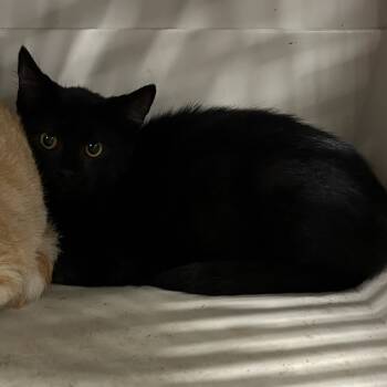 Rescue Domestic Short Hair Cats for Adoption in Carlyle, Illinois - ACON-Stray-11036_2 | PetCurious