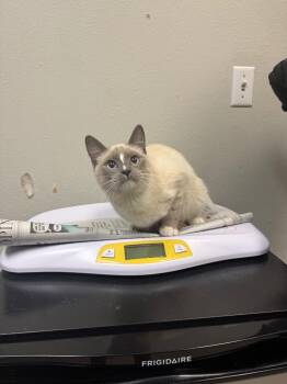 Siamese Cats Available for Adoption in Sorrento, Louisiana - Lula Pearl | PetCurious