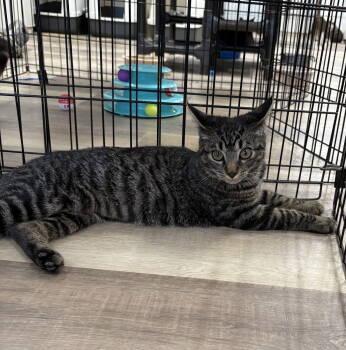 Rescue American Shorthair and Tabby Cats for Adoption in Massapequa, New York - OAKLEY | PetCurious