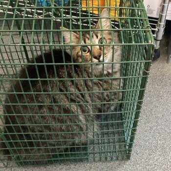 Darcy -  Domestic Long Hair Cat for Adoption in Montgomery, Alabama - Darcy | PetCurious