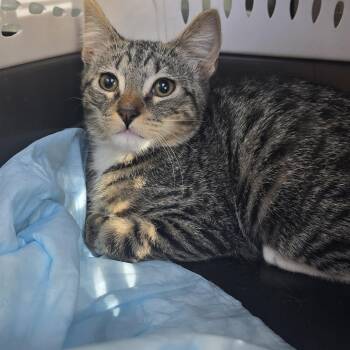 Donatien BR14569-T -  Domestic Short Hair Cat for Adoption in Missouri City, Texas - Donatien BR14569-T | PetCurious