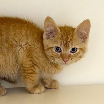 Ptero -  Domestic Short Hair Cat for Adoption in Cooperstown, New York - Ptero | PetCurious