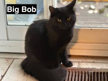 Big Bob -  Domestic Medium Hair Cat for Adoption in Mississauga, Ontario - Big Bob | PetCurious