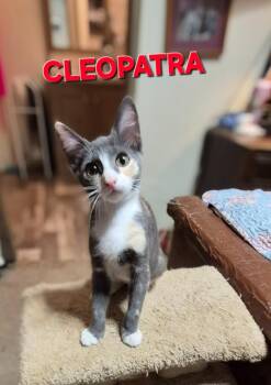 Cleopatra -  Domestic Short Hair Cat for Adoption in Rome, Georgia - Cleopatra | PetCurious